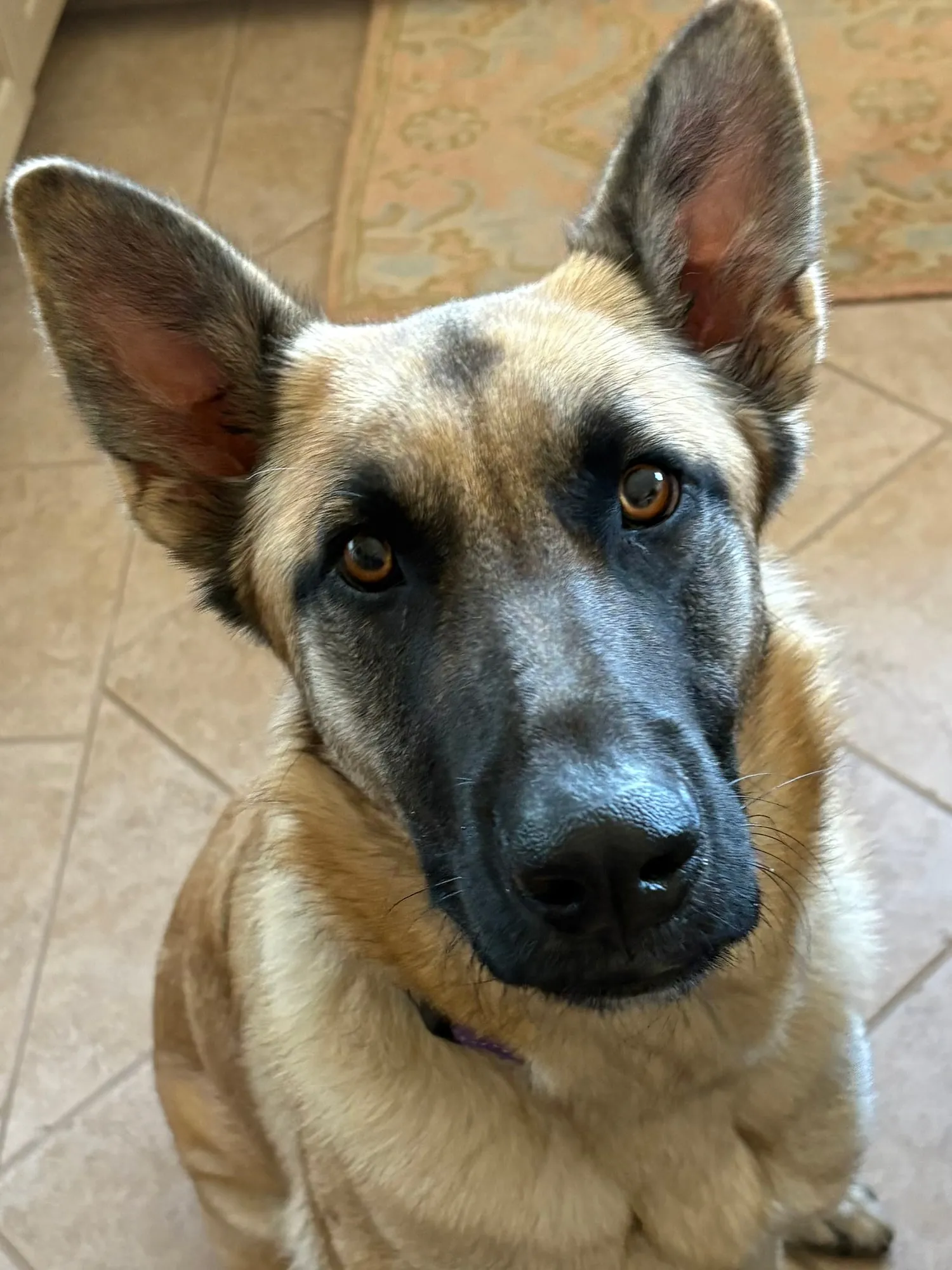 Sadie, Andrew and Colleen Kubica's German Shepherd.